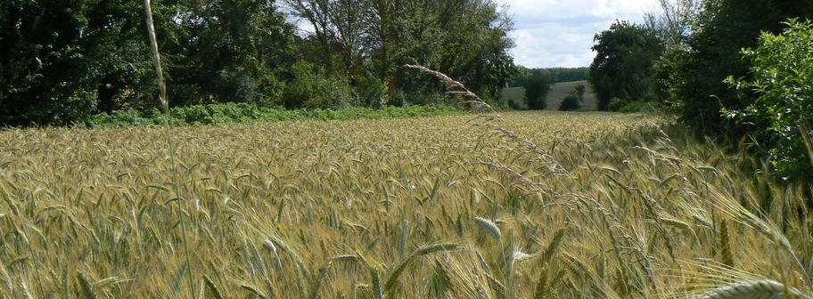 Le paradis du chapon