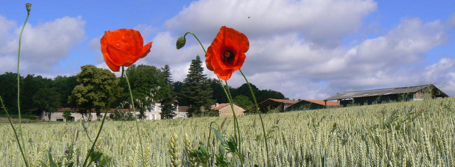 Le blé bio de la ferme